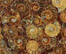 4.5" Composite Plate Of Agatized Ammonite Fossils - #131551-1